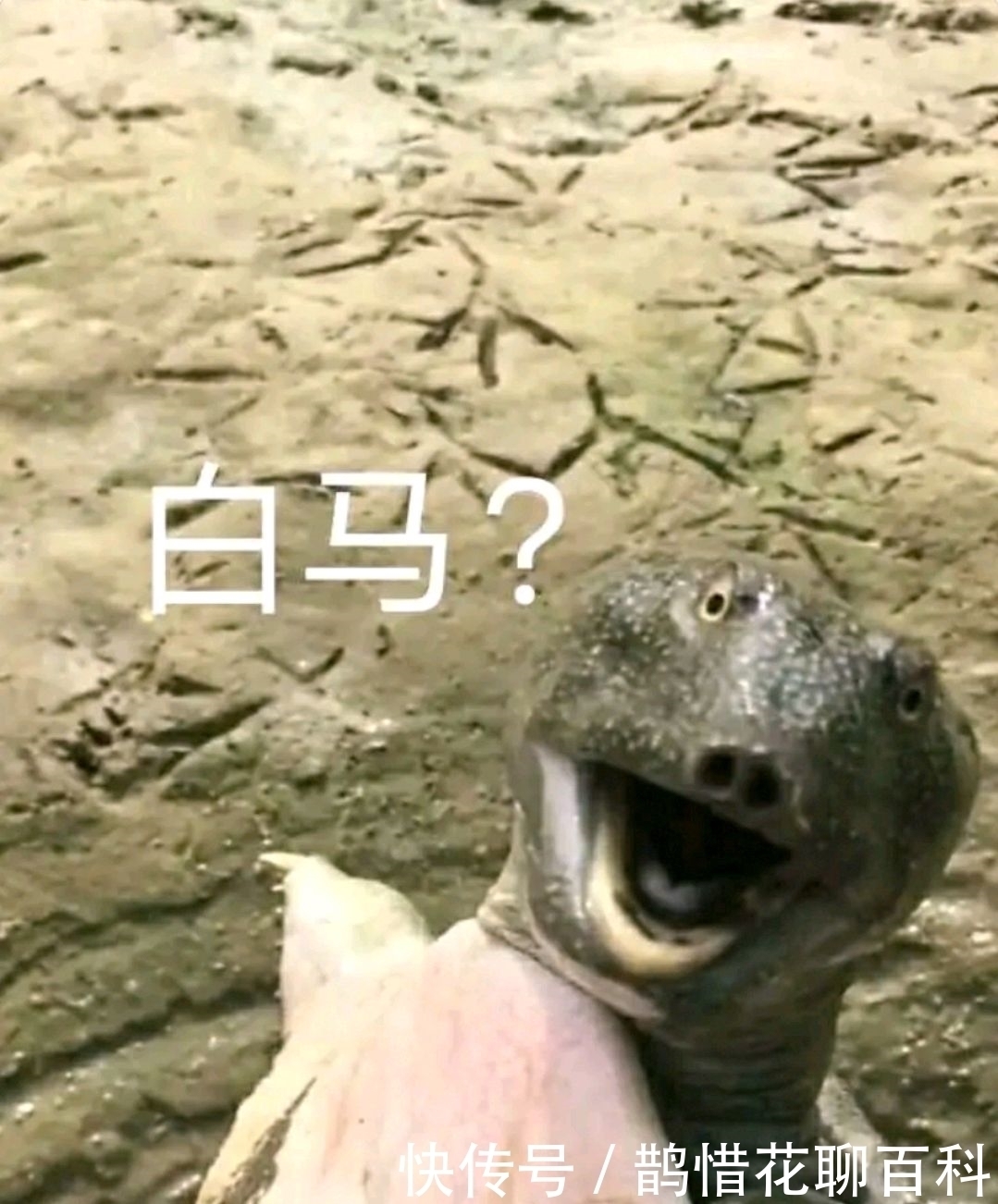 |三国杀搞笑表情包，白马这嚣张的鼻孔，好似在嘲笑每一个人