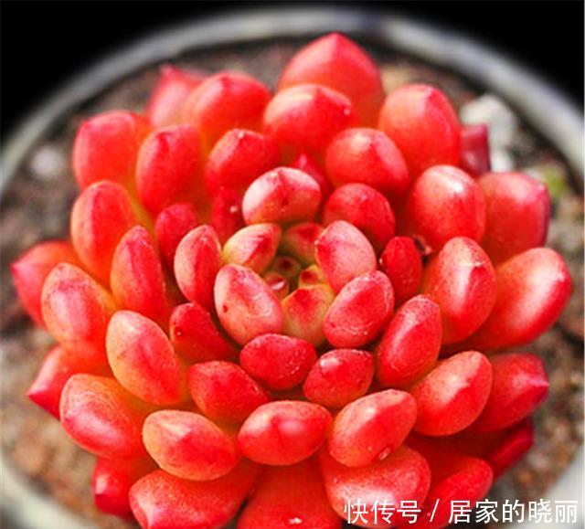 12月多肉红宝石就开始褪色,只因做错1件事,学会了鲜红明亮