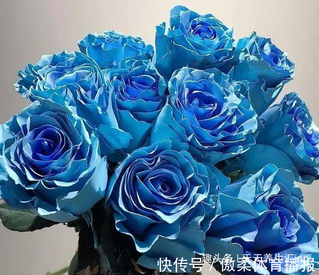 喜欢玫瑰,不妨养“精品玫瑰”冰雪皇后,花瓣立体雅致,神秘优雅