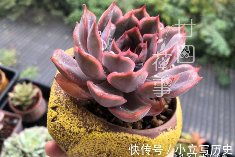 养多肉七八年,发现还是这样的花盆好使,透气易控水,好上色不烂