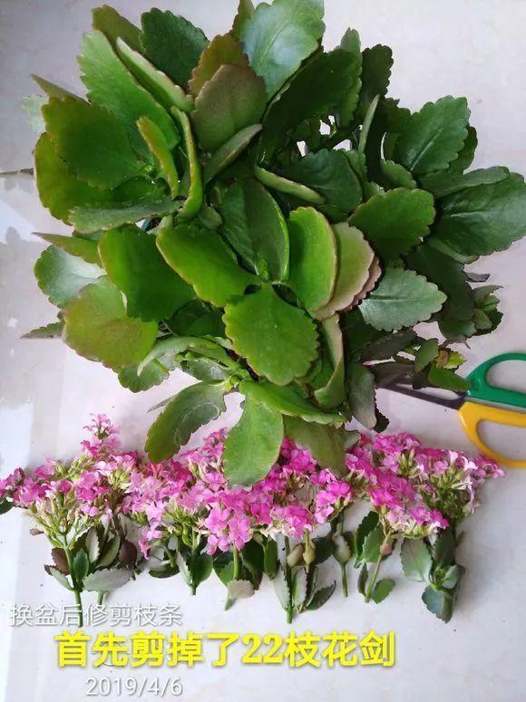 长寿月季花后赶紧剪一刀,剪完就开花,一直剪一直开!