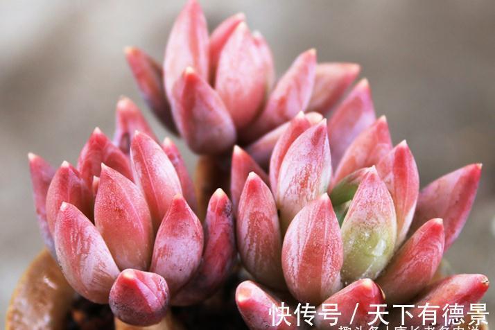 多肉蓝黛莲老桩已送人,但看到极致状态的它这么美,我又养了一棵