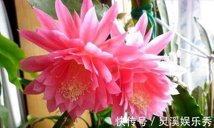家养几款花卉,开花勤爱爆盆,直接变成小花园