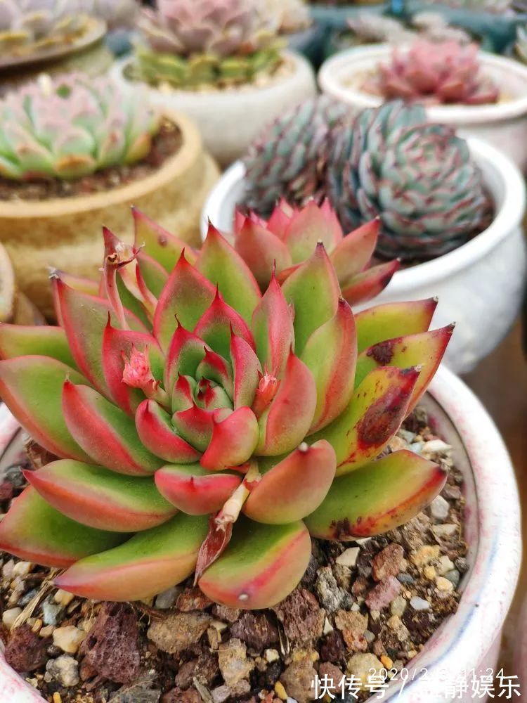 多肉是戒不掉的瘾！多肉小白入坑一年小记！