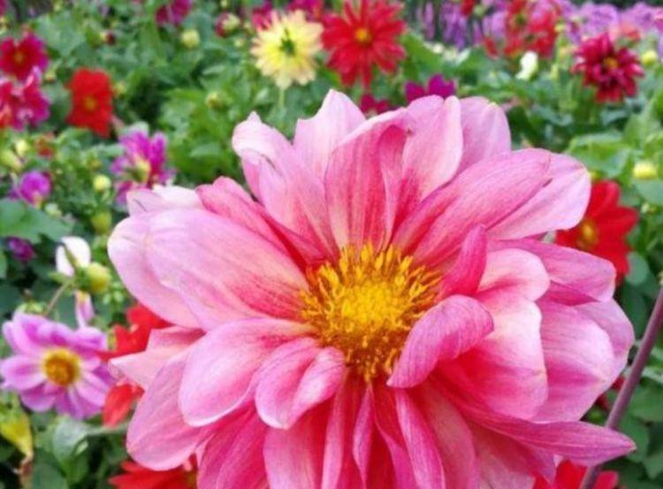 此花最适合家里养,365天开花不断,比牡丹还美,越晒开花越旺