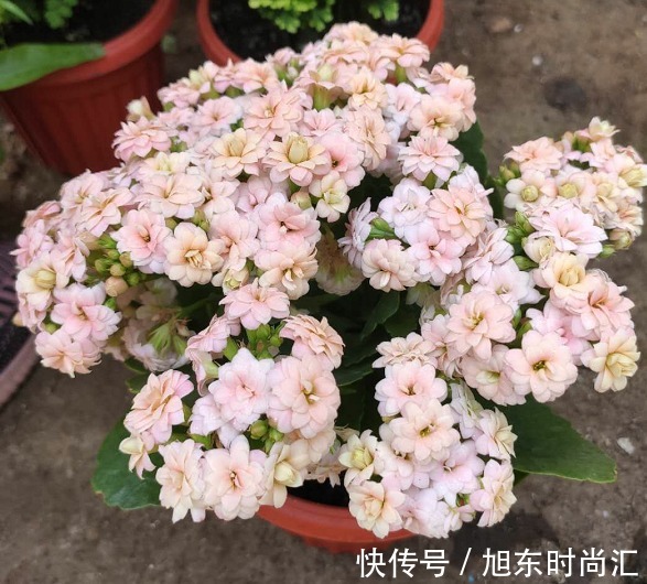 十月长寿花正开花,教你几个小技巧,花开一茬接一茬,开花小半年