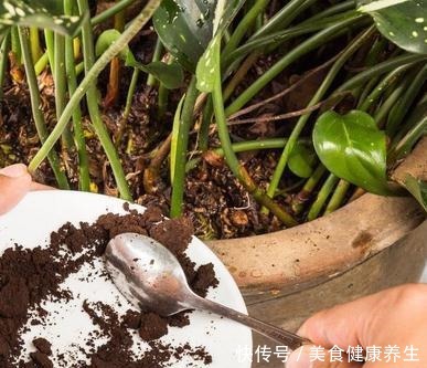 偷偷告诉你,高手养花必备“4个技巧”,养啥花都能“枝粗叶绿”!