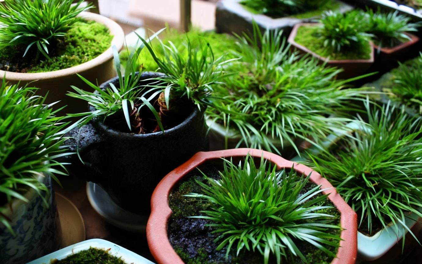 喝水|7种花,夏天太能“喝水”,一天浇一遍,10天爆满花