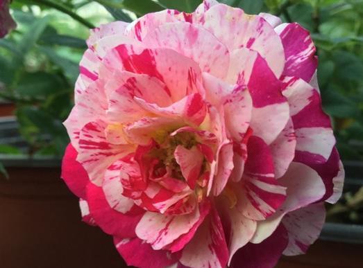 喜欢菊花,不如养盆“珍稀名菊”躲躲藏藏,花开似艳牡丹,美娇娘