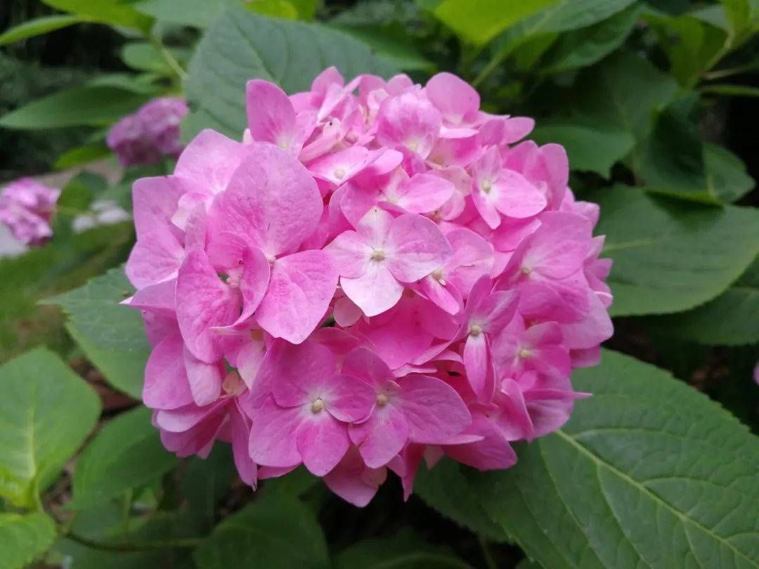 马卡龙|绣球繁花尽绽放 徐汇街头觅“清新”