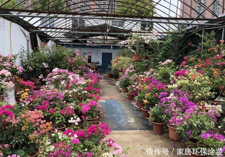 鸡蛋戳个洞,埋盆里1年不用施肥,三角梅疯狂开花