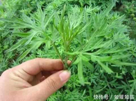 艾草|农村路边的野草,腰间盘突出的“救命草”,几天就见效,不妨试试