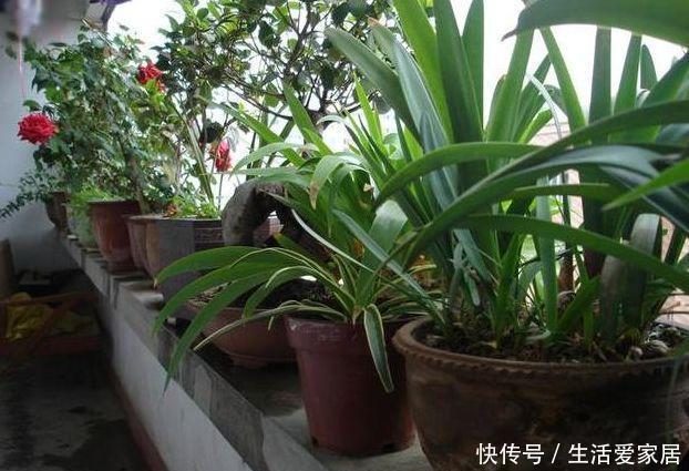 家家都有的垃圾,用来养花,不黄叶、不烂根,啥花都喜欢