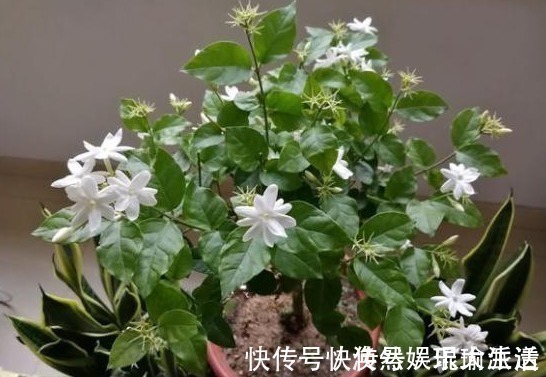 茉莉花僵苗不生长,两种解决“方案”,巧判断,恢复很简单