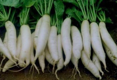 萝卜子|冬吃萝卜最适宜,但不能跟此物一起吃