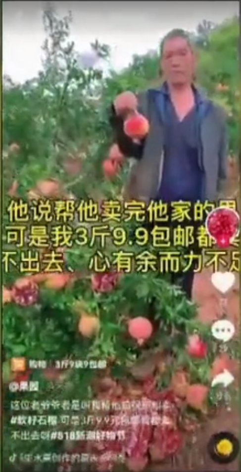 账号|四川会理石榴成熟上市遇悲情营销 官方：已永久封禁5个账号