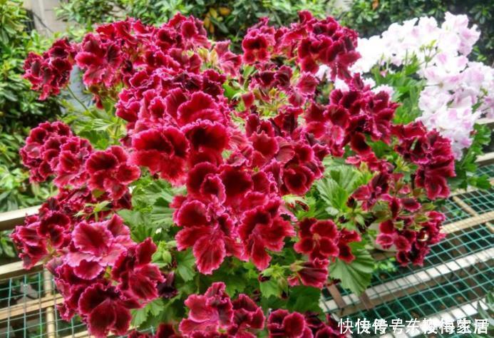 阳台上|养花不需品种多,4种花任选一种,开花整齐又好养,阳台犹如花海