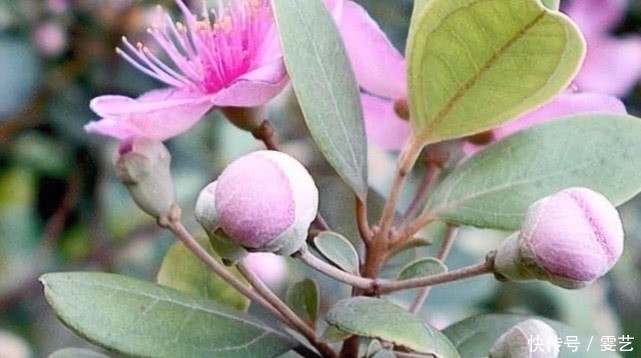 小时候|山上就有生长的这种“野果”,农村娃小时候经常吃,药用价值很高