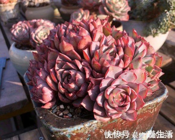 什么是“控养”?少浇水就是控养?大错特错,控养指的是整体
