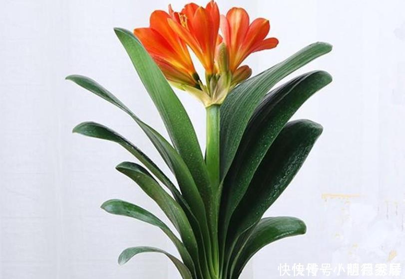 护根|养君子兰要先养好根,三种东西养根又护根,多年经验积累