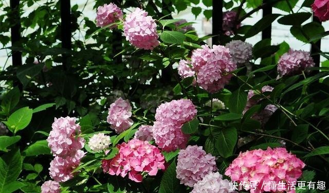 这几种花再漂亮也不能养,看到就要躲得远远的,看看你家中养了没!