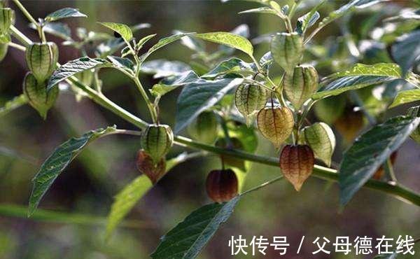 口腔炎|对于不懂的人来说,只会把它当野草,其实它是一种,能治病的良药