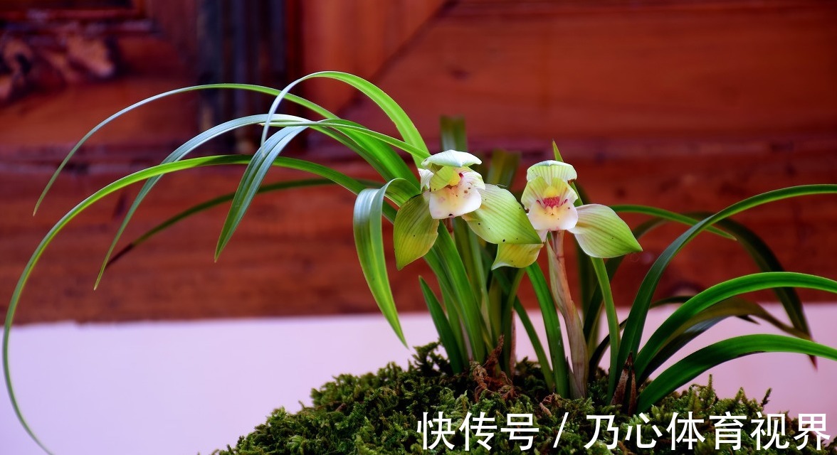 室内养花不能只顾欣赏价值,这些养花禁忌你得记下来