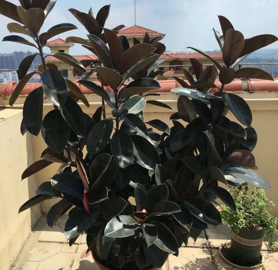 这5种花，开春翻盆很重要，一整年不烂根，绿叶多开花多