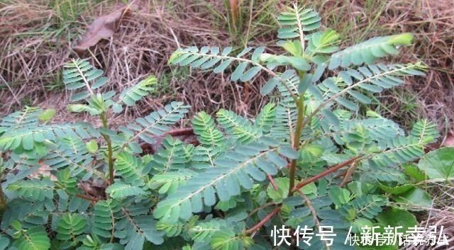 含羞草|一种农村很常见的野草,却少人重视,20元一斤,别不当回事!