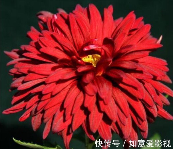 名菊|喜欢菊花，就养这几盆“珍稀名菊”，明亮夺目，极为浓艳！