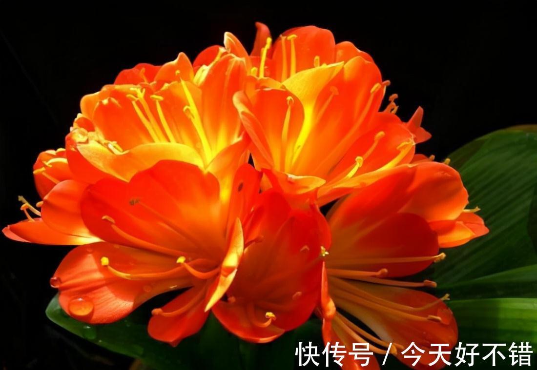 要想养好君子兰,这3步不能少,做好了新叶蹭蹭冒