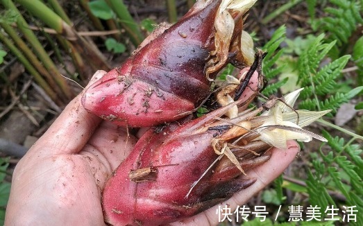 小根|65种野菜图片，带你认识不同的野菜和吃法，你想要的野菜这里都有