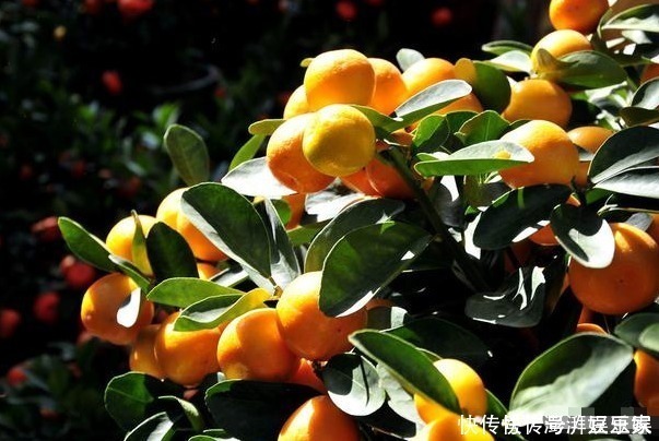 收获|此花被称为“转运珠”，寓意收获和招财，可以让家人更加发财旺运