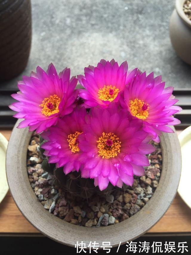 阳台上|60岁的他,退休只养仙人球,10个品种,开花比月季还漂亮