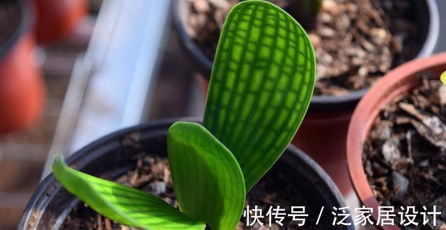 八个字|养君子兰从这几个方面入手浇水,轻松掌握浇水方法,越长越美