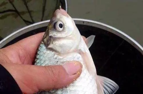 难度增加了一个台阶的深水钓鲫,根据这些分析也能钓好它!