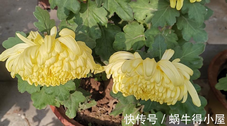 养护|做好3件事,养殖高雅的菊花,植株一年中开花不止一次