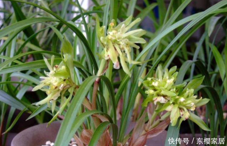 爆盆|几种超香的花卉,好活易爆盆,花色柔美,花朵烂漫迷人