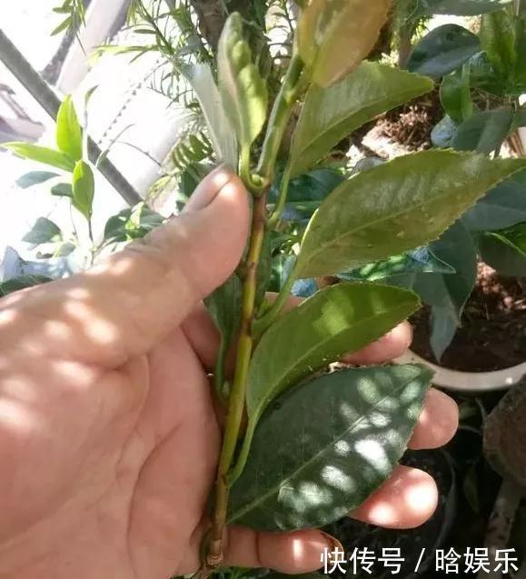 天热了就插4种花，生根快长势好，一插一大盆