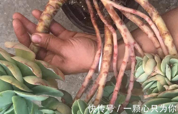 爆盆|盘点10种容易度夏多肉,随便养,随便选,总有几款适合你