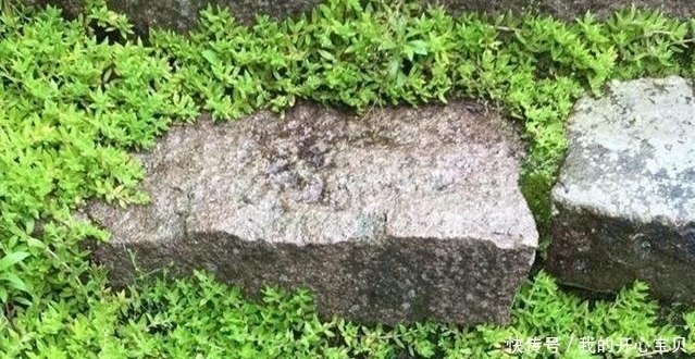 它是如此的珍贵,若长在你家路旁,赶紧移栽家中,小心被别人挖走