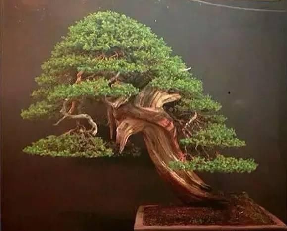 看到这些盆景以前的样子,我也是服了