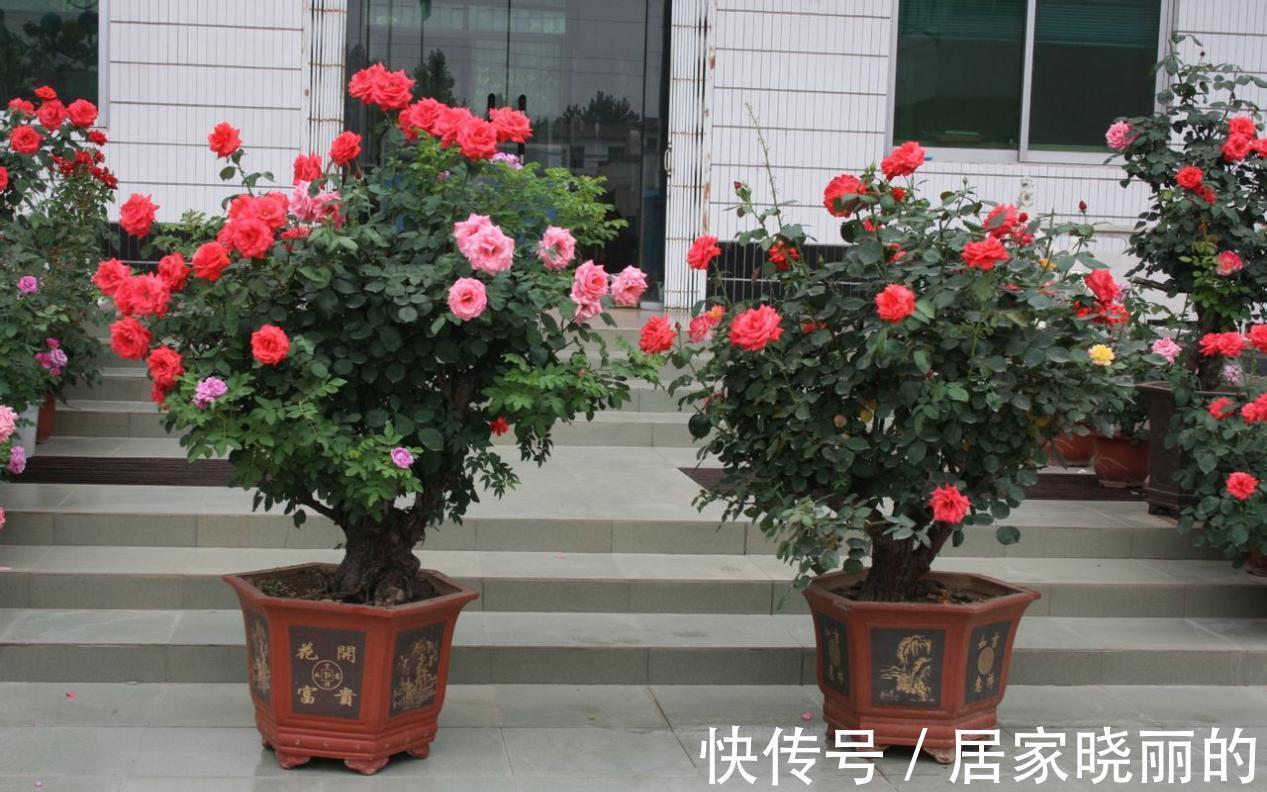 这5种盆栽，不止有观赏价值，还能食用药用，好养又漂亮