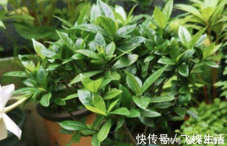 肥料|室内养花“3种水”可以喷，让植物叶子油绿不发黄，其他的不要用