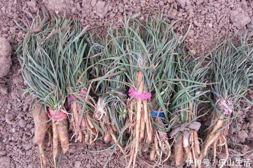 鸦葱|野菜一定要挖根，人称“兔儿奶”，根比叶子好吃