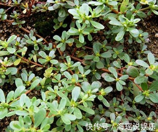 小辣椒|这几种珍贵食材,营养价值高,城里花钱都买不到,在农村随处可见