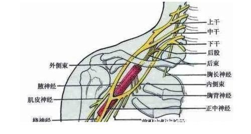 脊髓|颈椎，为何为“百病之源”！颈椎病分10级，超过2级就要注意了