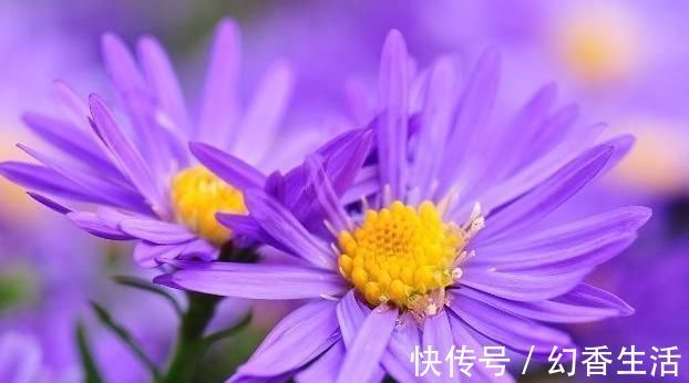 中医药|一味止咳化痰的良药,能入肺降气,新久咳嗽,皆可用之