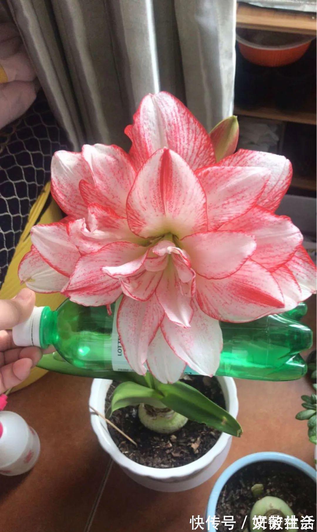 家里养盆朱顶红,开花个个比脸大,牛年养它“注定红”!