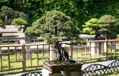 盆景造型优劣，首看根盘，这3个操作的经验，让你创作出优质根盘